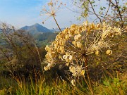 MONTE CASTELLO (croce 1425 m) e Ca’ di Zocc (1097 m) da Valpiana di Serina-3ott26 - FOTOGALLERY